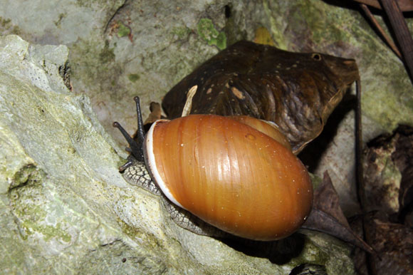 Zachrysia sp. Vi�ales